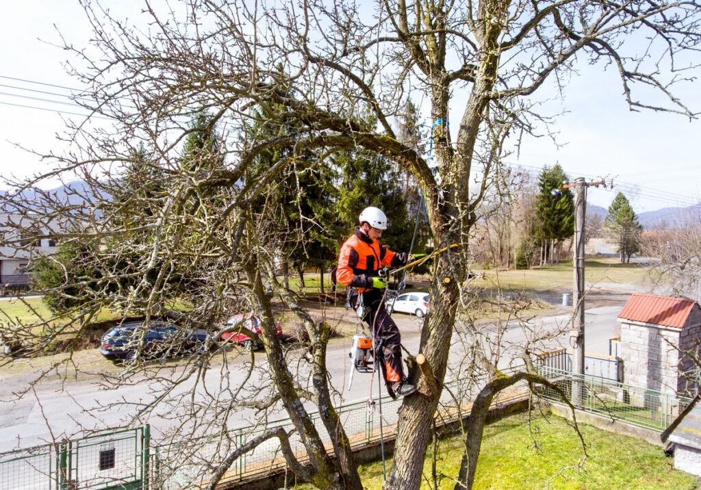 homme en train d'élaguer un arbre