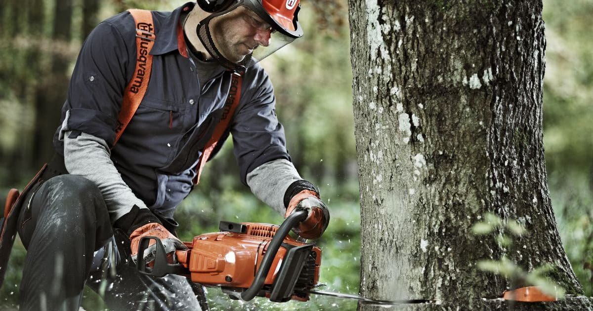 Abattage d'arbres : quand, pourquoi et comment ? | TR Elagueur