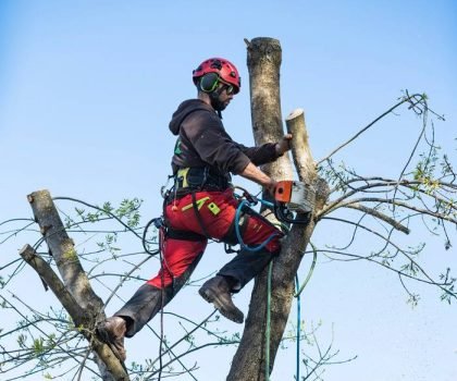 elagueur branche arbre